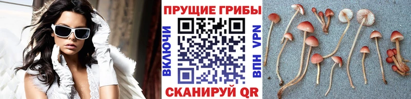 Галлюциногенные грибы Cubensis  Костерёво 